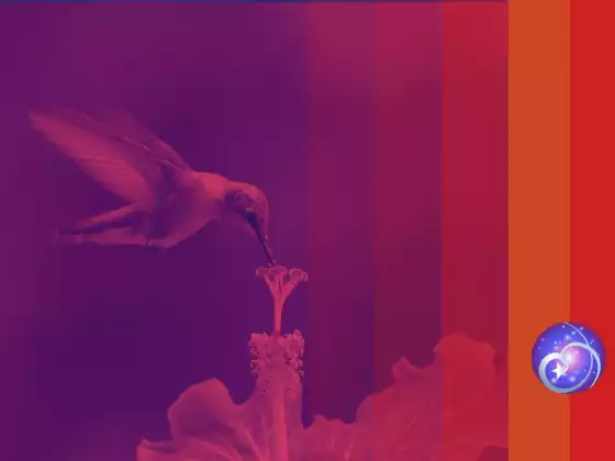 I Registri Akashici Rivelati: Evento Live GRATUITO -Multilingue